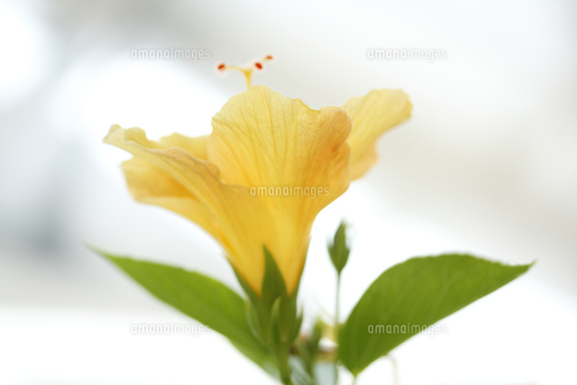 ハイビスカス
(c)Tetsuya Tanooka/a.collectionRF