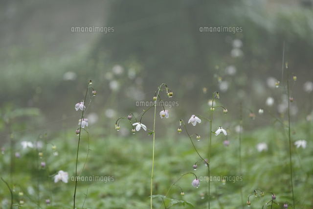 レンゲショウマ
(c)Tetsuya Tanooka/a.collectionRF