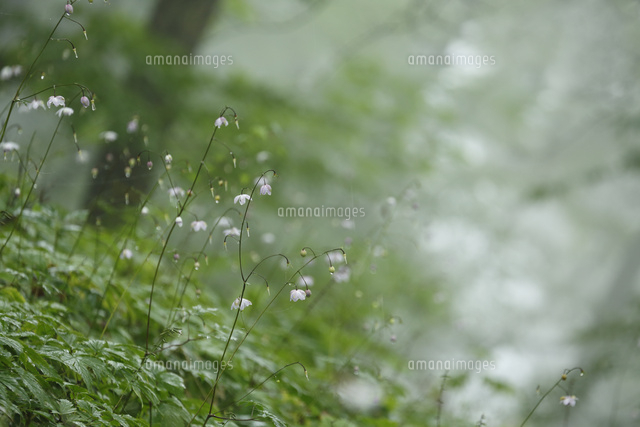 レンゲショウマ
(c)Tetsuya Tanooka/a.collectionRF