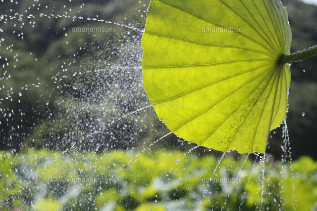 ハスの葉と水しぶき
(c)Tetsuya Tanooka/a.collectionRF