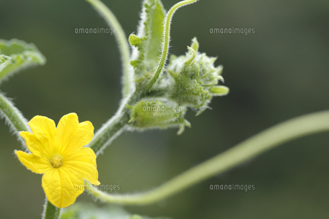キュウリの花
(c)Tetsuya Tanooka/a.collectionRF