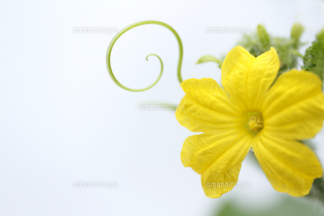 キュウリの花
(c)Tetsuya Tanooka/a.collectionRF