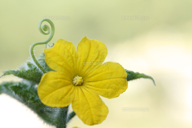 キュウリの花
(c)Tetsuya Tanooka/a.collectionRF