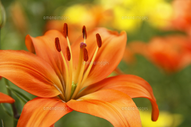 ユリ
(c)Tetsuya Tanooka/a.collectionRF