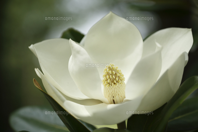 タイサンボク
(c)Tetsuya Tanooka/a.collectionRF