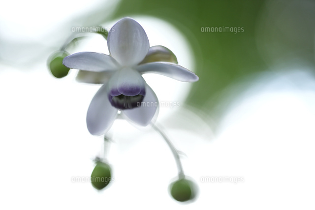 レンゲショウマ
(c)Tetsuya Tanooka/a.collectionRF