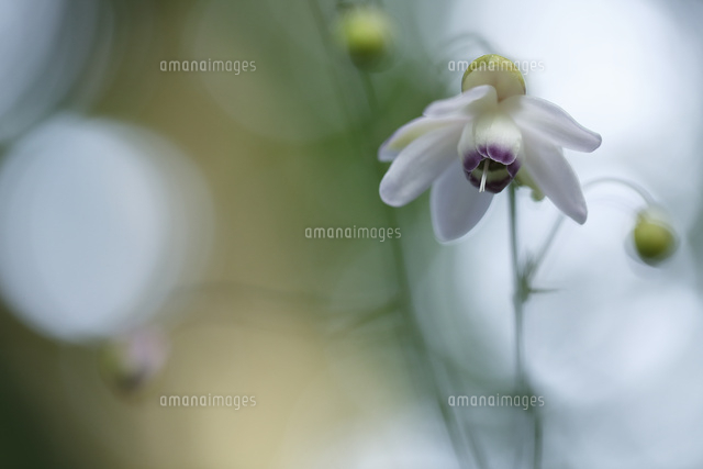 レンゲショウマ
(c)Tetsuya Tanooka/a.collectionRF