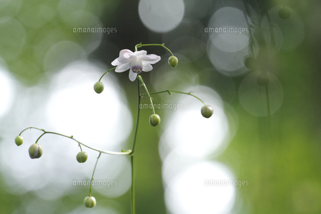 レンゲショウマ
(c)Tetsuya Tanooka/a.collectionRF
