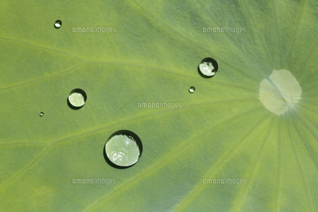 ハスの葉と水滴
(c)Tetsuya Tanooka/a.collectionRF