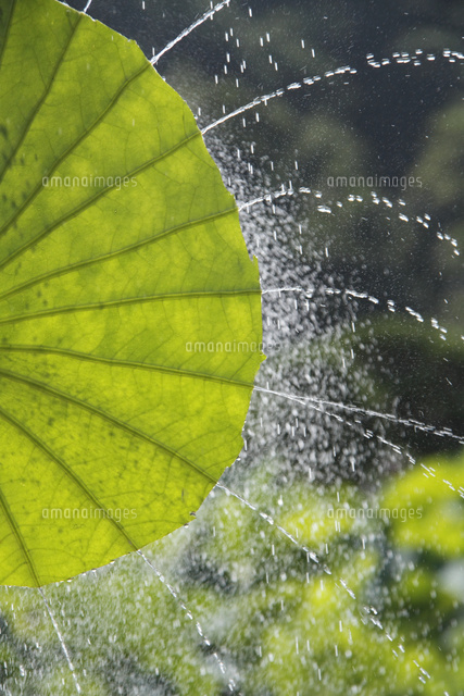 ハスの葉と水しぶき
(c)Tetsuya Tanooka/a.collectionRF