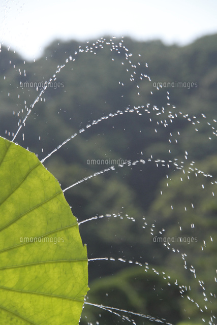ハスの葉と水しぶき
(c)Tetsuya Tanooka/a.collectionRF