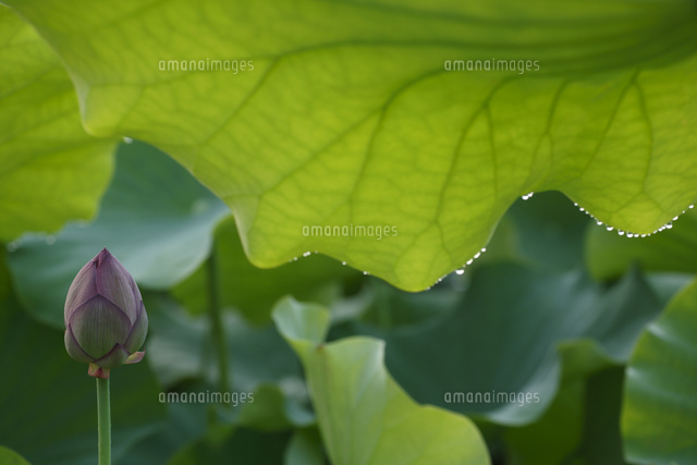 ハスの葉と水滴
(c)Tetsuya Tanooka/a.collectionRF
