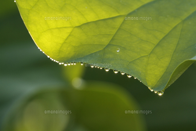 ハスの葉と水滴
(c)Tetsuya Tanooka/a.collectionRF