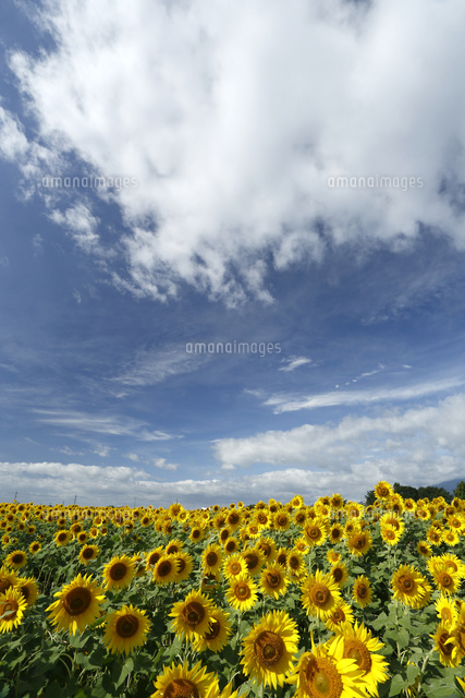 ヒマワリ
(c)Tetsuya Tanooka/a.collectionRF