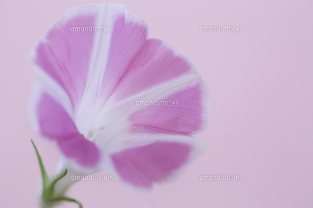 アサガオ
(c)Tetsuya Tanooka/a.collectionRF