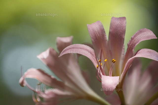 ナツズイセン
(c)Tetsuya Tanooka/a.collectionRF