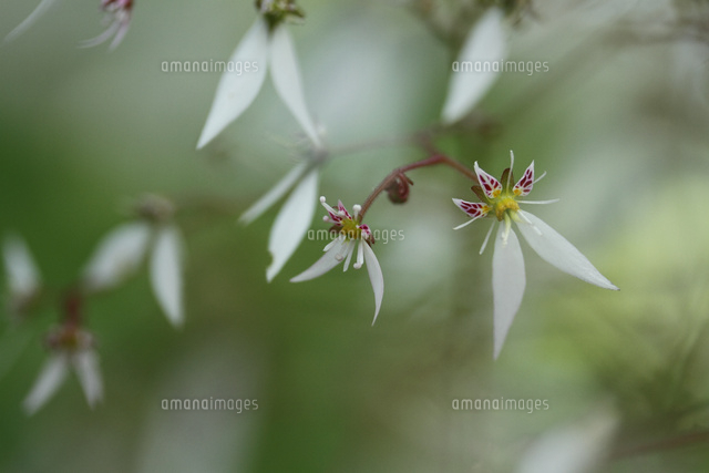 ユキノシタ
(c)Tetsuya Tanooka/a.collectionRF