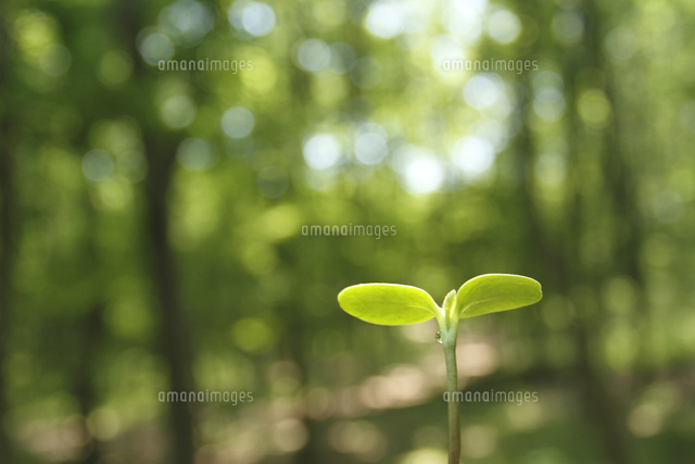 双葉
(c)Tetsuya Tanooka/a.collectionRF