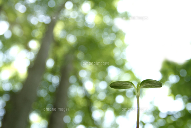 双葉
(c)Tetsuya Tanooka/a.collectionRF