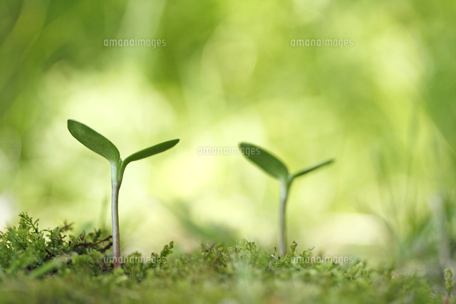 双葉
(c)Tetsuya Tanooka/a.collectionRF
