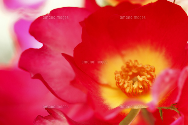 バラ
(c)Tetsuya Tanooka/a.collectionRF