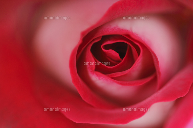 バラ
(c)Tetsuya Tanooka/a.collectionRF