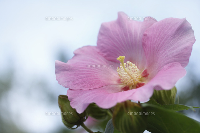 フヨウ
(c)Tetsuya Tanooka/a.collectionRF