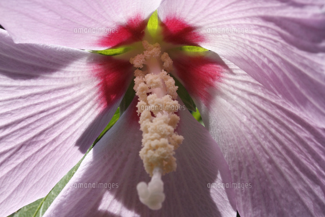 ムクゲ
(c)Tetsuya Tanooka/a.collectionRF