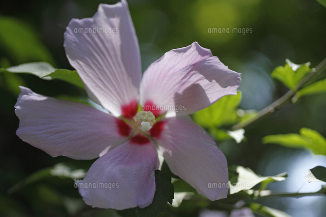 ムクゲ
(c)Tetsuya Tanooka/a.collectionRF
