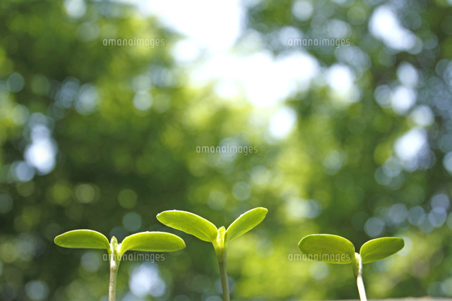 双葉
(c)Tetsuya Tanooka/a.collectionRF