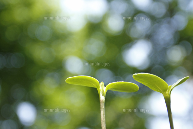 双葉
(c)Tetsuya Tanooka/a.collectionRF