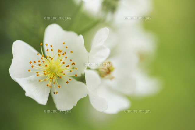 バラ
(c)Tetsuya Tanooka/a.collectionRF
