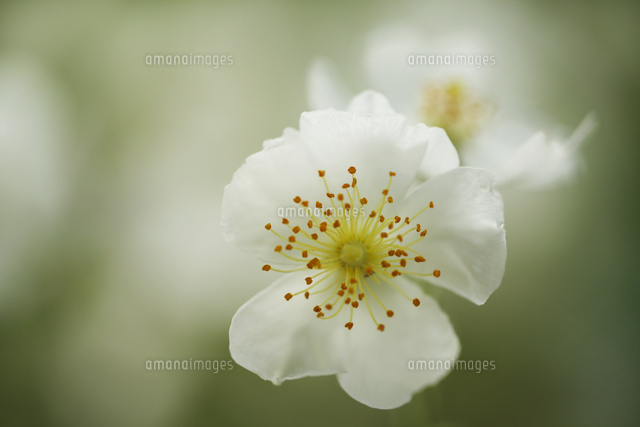 バラ
(c)Tetsuya Tanooka/a.collectionRF