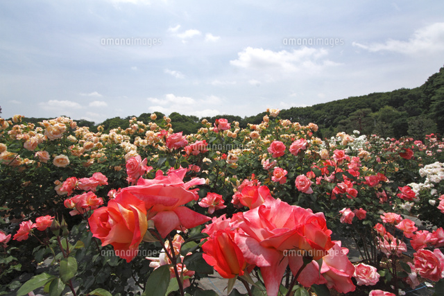 バラ
(c)Tetsuya Tanooka/a.collectionRF