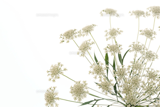 レースフラワー
(c)Tetsuya Tanooka/a.collectionRF