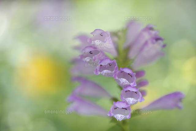 カクトラノオ
(c)Tetsuya Tanooka/a.collectionRF