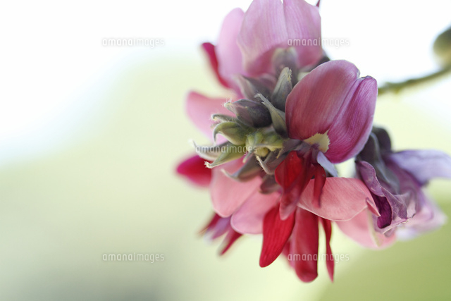 クズ
(c)Tetsuya Tanooka/a.collectionRF