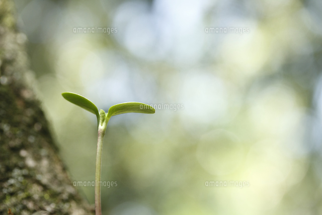 双葉
(c)Tetsuya Tanooka/a.collectionRF