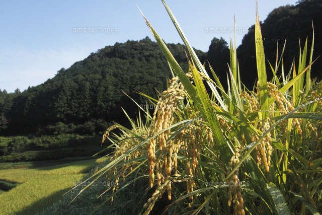 イネ
(c)Tetsuya Tanooka/a.collectionRF