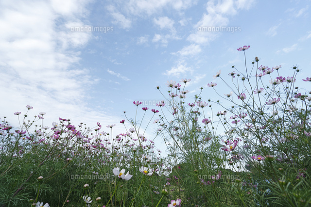 コスモス
(c)Tetsuya Tanooka/a.collectionRF