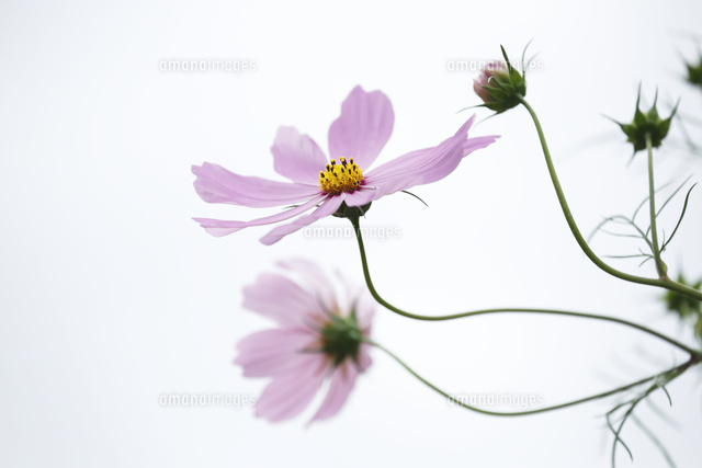 コスモス
(c)Tetsuya Tanooka/a.collectionRF