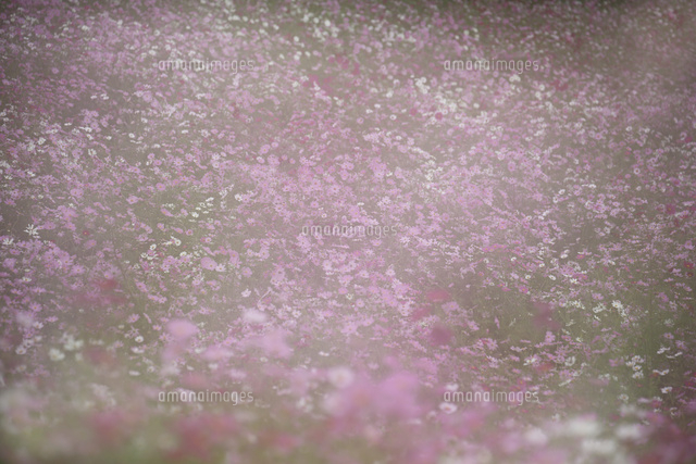 コスモス
(c)Tetsuya Tanooka/a.collectionRF