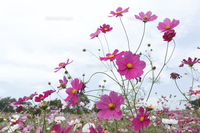 コスモス
(c)Tetsuya Tanooka/a.collectionRF