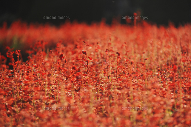 サルビア
(c)Tetsuya Tanooka/a.collectionRF