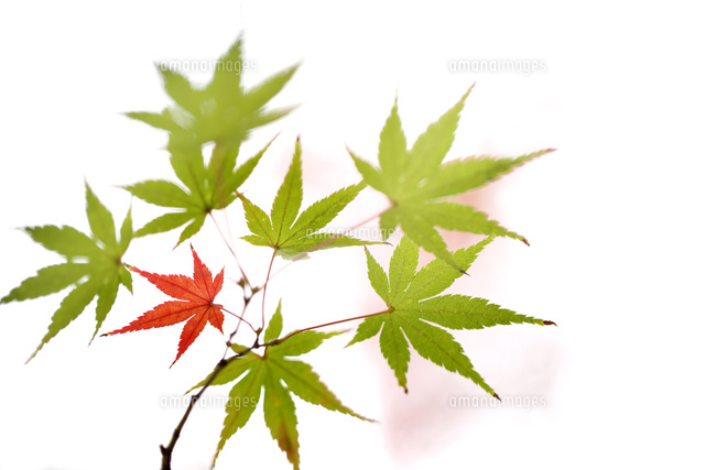 紅葉
(c)Tetsuya Tanooka/a.collectionRF