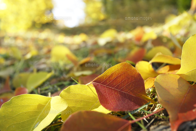 黄葉落葉
(c)Tetsuya Tanooka/a.collectionRF