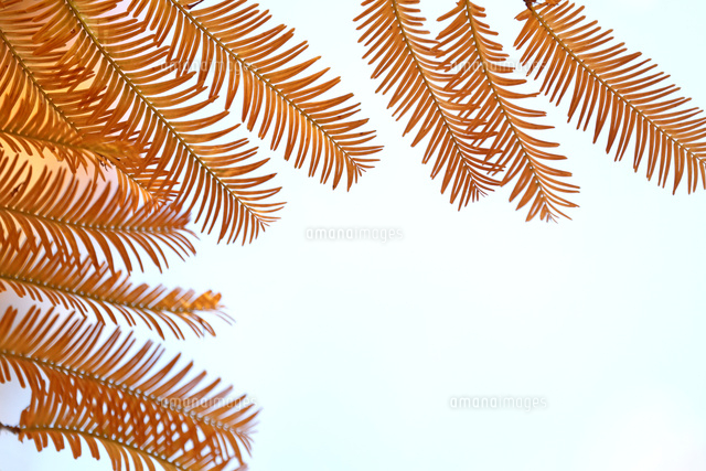 紅葉
(c)Tetsuya Tanooka/a.collectionRF