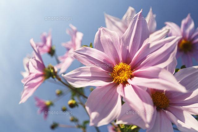 ダリア
(c)Tetsuya Tanooka/a.collectionRF