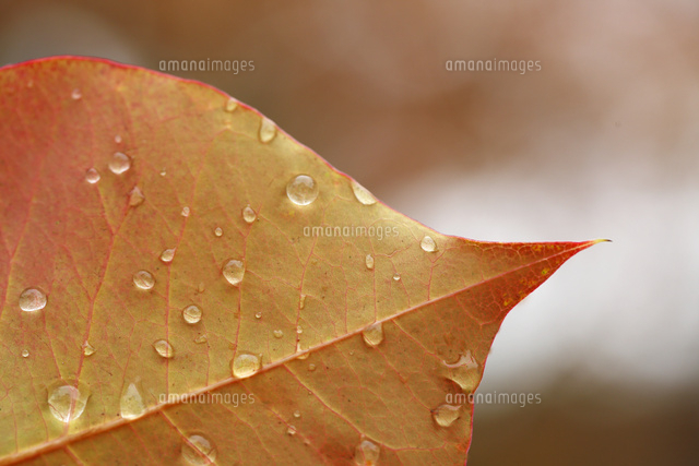 紅葉
(c)Tetsuya Tanooka/a.collectionRF