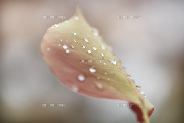 紅葉
(c)Tetsuya Tanooka/a.collectionRF